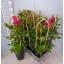 product/img.floraplaza.nl/324090-22-LIVE_fotos-0x98B0C20C99AE3920A86CE5E5F82CF1ADC512BBC8.jpg