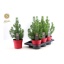 product/img.floraplaza.nl/328859-17-LIVE_fotos-0xC6013A3C5FFDCF832E112B1AEFD1B86C39A8E11D.jpg
