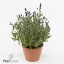 product/img.floraplaza.nl/329231-510-ART_fotos-VBN-vbn329231.jpg