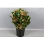 product/img.floraplaza.nl/3322-75-ASSORTI_fotos-COLORIGINZ-magnolia blad em zw.jpg