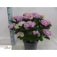 product/img.floraplaza.nl/33288-29-LIVE_fotos-0x3C3273A459ADA3F23333DE0C96FBF7F2A33F99A5.jpg