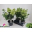 product/img.floraplaza.nl/33374-23-LIVE_fotos-0x1A6FB76ACE5A8F2B9DE64BD961846D2EFEF86F66.jpg