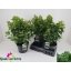 product/img.floraplaza.nl/33374-23-LIVE_fotos-0xA4A0B8C4AA9A852BBA499D22A60B76F850E21DA7.jpg