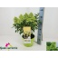 product/img.floraplaza.nl/33374-23-LIVE_fotos-0xD7DADD0793B3F7CBD92EEF84FC6240489CE065A9.jpg