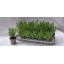 product/img.floraplaza.nl/33678-12-LIVE_fotos-0x93DA73EF662AB0BB23C2304AAEB57DFE546E6F37.jpg
