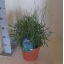 product/img.floraplaza.nl/33695-23-LIVE_fotos-0xC04CBCC41FF8F6A3DEC68FC94DECF6CE120FFE13.jpg