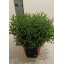 product/img.floraplaza.nl/33695-23-LIVE_fotos-0xF563FE324540BB763F605A855F5672A7877F53FB.jpg