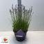 product/img.floraplaza.nl/33695-26-LIVE_fotos-0xD990213D9F585228C10E3C3775E6940AD5F0E5EA.jpg