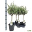 product/img.floraplaza.nl/34303-17-LIVE_fotos-0x36B60D9EA4B2709DB3DCAD789365FC869CEBD8BE.jpg