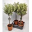 product/img.floraplaza.nl/34303-18-LIVE_fotos-0xE493BE1686F7B487DF0A04A6CFFB4C4CB078F99D.jpg