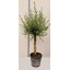 product/img.floraplaza.nl/34303-46-LIVE_fotos-0x8F929083478EE5A5398B086D6D8705D665997A5D.jpg
