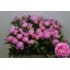 product/img.floraplaza.nl/3446-55-LIVE_fotos-0x377F156CDB440BF76CC993A82CDDC7698B315473.jpg