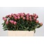 product/img.floraplaza.nl/3446-55-LIVE_fotos-0xAB165B571951165CC709D8B6DAB68BF8FA7A550D.jpg