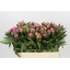 product/img.floraplaza.nl/3446-55-LIVE_fotos-0xB57879A57C6CC94018142D92532DA7476849E7CA.jpg