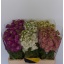 product/img.floraplaza.nl/345-50-LIVE_fotos-0x173BBF968922882A860A562BF6C725A576D7E5A8.jpg