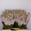 product/img.floraplaza.nl/345-55-LIVE_fotos-0x10DEF2A545F4CD1CBEDC7BF21DA91B148A50822A.jpg