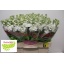 product/img.floraplaza.nl/345-55-LIVE_fotos-0x41371D7F5150667B9B7ECEE18224884DA36C13DF.jpg
