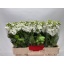product/img.floraplaza.nl/345-55-LIVE_fotos-0x67AA4E62C40D698B837F3BD3DE61032BAFA2E3DE.jpg