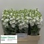 product/img.floraplaza.nl/345-58-LIVE_fotos-0x22C67FA5BA02FA9A2773D9386B91F6A70A76050E.jpg