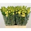 product/img.floraplaza.nl/345-65-LIVE_fotos-0x34A1DC8BFBBCC379473062AB8C2A5F7E06DC5680.jpg