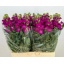product/img.floraplaza.nl/345-65-LIVE_fotos-0xC8138F3143DDFDA6F593EF207E44E2D7CF39ABDE.jpg