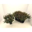 product/img.floraplaza.nl/35542-17-LIVE_fotos-0xA9FC5E6EC2AC5DD0431C04EB25B640A8E345F1E9.jpg