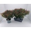 product/img.floraplaza.nl/35542-23-LIVE_fotos-0xFEDCD6ADD9B87347E776D45CBDCA13B929C05813.jpg