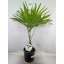 product/img.floraplaza.nl/35973-21-LIVE_fotos-0xA716B7EF716EA00FB9BC8EA1A324BCADC52B031E.jpg