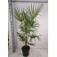 product/img.floraplaza.nl/35973-32-LIVE_fotos-0xDDE7A081CED48C5D1F1D110C06A5CAD36A673803.jpg