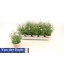 product/img.floraplaza.nl/360812-12-LIVE_fotos-0x0CFFB21566E46A91C6A0CB6A952BBB34E6B72BF5.jpg