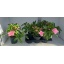 product/img.floraplaza.nl/363824-17-LIVE_fotos-0xAE10C1E6987020F5A977955D5DF90CAC76EB2CD9.jpg