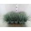 product/img.floraplaza.nl/363897-510-LIVE_fotos-0xF4AA0BB55EF6DD0F703ADC5DB1045F722758D83A.jpg
