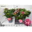 product/img.floraplaza.nl/36449-23-LIVE_fotos-0x17F9AB3F214710D305C10CDB8AAFB1EA59DFDB83.jpg