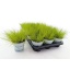 product/img.floraplaza.nl/365799-510-LIVE_fotos-0x9D65944C235F82B300592DC5A55584C9C4D30E0B.jpg