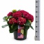 product/img.floraplaza.nl/366239-23-LIVE_fotos-0xA95AA215E47CD2710D5A6CECA8E9B1A385EAAA4E.jpg