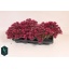 product/img.floraplaza.nl/366338-15-LIVE_fotos-0xB9DFD7335E9DF3A306ACE65C45E8ED6CF039702E.jpg