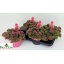 product/img.floraplaza.nl/366338-17-LIVE_fotos-0xC0B3A9BF2109AABF3BFDE47A09CAFF7B71FD4DBD.jpg