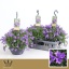 product/img.floraplaza.nl/367516-25-LIVE_fotos-0xF0855B0BC4CF071A6BB40EF8060D58B69AD5C72E.jpg