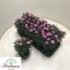 product/img.floraplaza.nl/367565-12-LIVE_fotos-0x68BE0DDCE72B3DCAD79D786605CE08859FD78A51.jpg