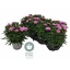 product/img.floraplaza.nl/367565-12-LIVE_fotos-0x76C42BFD946B41AE7D0B16B899FCA7156360EA9B.jpg