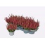 product/img.floraplaza.nl/368181-11-LIVE_fotos-0xDFD6DBE1C5EC27D257F4619CCFCCE83DD668C681.jpg