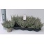 product/img.floraplaza.nl/368183-12-LIVE_fotos-0x7258F2218FEA659BDF741DC5BABE79C4B1C55BBB.jpg