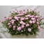 product/img.floraplaza.nl/37-60-LIVE_fotos-0x7EE17BA2287B09E77AA320E7145EAF0CBD514D48.jpg