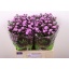 product/img.floraplaza.nl/37-60-LIVE_fotos-0x80774A69BA107A0DDBA2B46414AFBC272A7B6D10.jpg
