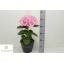 product/img.floraplaza.nl/370678-23-LIVE_fotos-0x134025FB74210B00D3F78294DC367557CBB62779.jpg