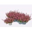 product/img.floraplaza.nl/371190-11-LIVE_fotos-0xB1EBE5FD59157BAF4451CE795D527EAAF31F37C8.jpg