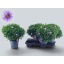 product/img.floraplaza.nl/372679-17-LIVE_fotos-0xED669CE3D3610CA618E8EE37CE12DF296CADFCEB.jpg