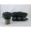product/img.floraplaza.nl/372679-17-LIVE_fotos-0xF2A9DF82BF106CF7FFF693C6FEF04AE13BE0C4FF.jpg