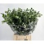 product/img.floraplaza.nl/3915-55-LIVE_fotos-0xC3254F15337377C94C3066722760A56EA8C09598.jpg