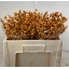 product/img.floraplaza.nl/3945-50-LIVE_fotos-0x15C30B9A4C5B0A1D586140873869668E85B9EC6C.jpg